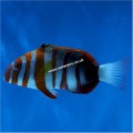 HARLEQUIN TUSK AUSTRALIAN